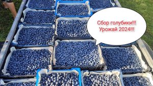 Массовый сбор урожая голубики!!!