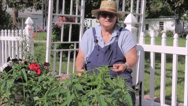 POWDERY MILDEW - HOW TO GET RID OF IT! WCCGA смотреть онлайн