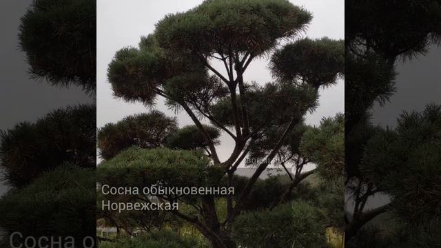 Сосна обыкновенная Норвежская