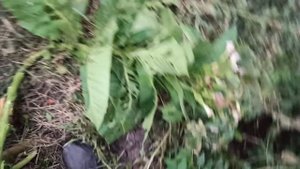 Silver River. 03.10.2021