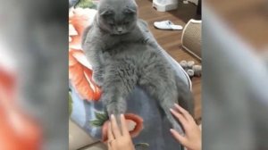 смешные животные