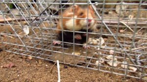 Карбыши, сезон 2024. Когда вся жизнь пошла под откос)))