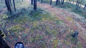 Охота на рябчика осенью в Сургутском районе.