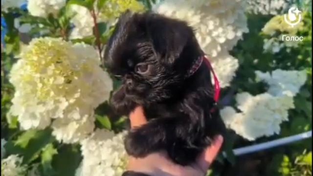 Гриффон . Питомник Хрустальная мечта +79261148915 смотреть онлайн