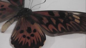 ИЗ МИРА: 135. Papilio antimachus (парусник антимах)