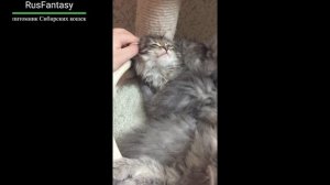 Сибирские котята просыпаемся , пора вставать  RusFantasy