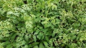 Рассада помидор на цвету Пора высаживать