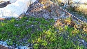 Арбуз  дозрел  дома, в ноябре. 🍉👍