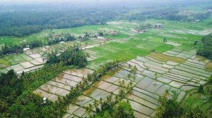 Rice fields on Bali