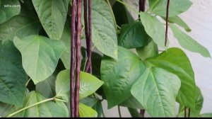 Yard Long Beans: A Great Choice for Summer Gardens in the South