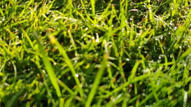 пробовали картофельную колбасу?😉, приманка для слизней 🙈,на даче 🌳.#жизньвгермании /#дачавгермании смотреть онлайн