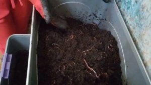 Жизненные условия в нашей вермиферме