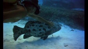 подводная одиссея Кусто 1956 г.