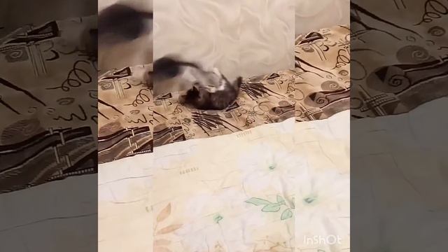 Шиншилла играет с котенком #шиншилла #котенок #животные