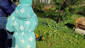 Попробовали косить новым триммером на колёсах с аккумулятором. Наш отзыв.