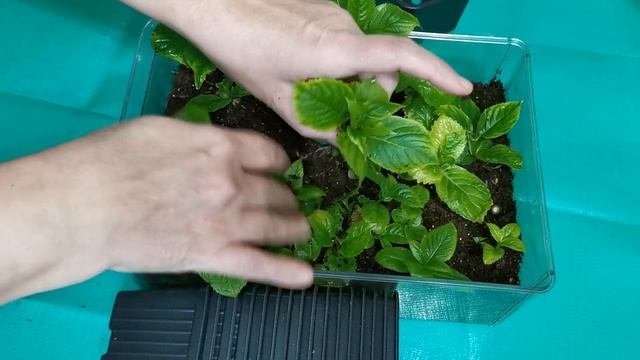 Укоренненные черенки крупнолистной гортензии.
