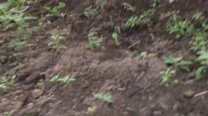 Обзор сада огорода