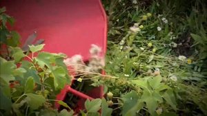 Уборка смородины - комбайн Jarek 5