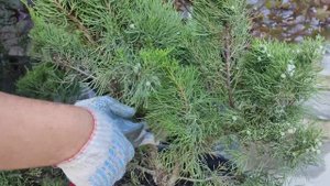 делаем заготовку ниваки из можжевельник мен джулиб .часть 1