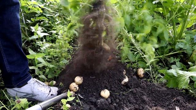 Mystery Maincrop Potato Reveal. Rooster or Maris Piper? Lockdown Potatoes. смотреть онлайн