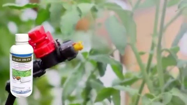 TOMATO Farming: PART 1