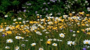 У БЕРЕЗ И СОСЕН 2023