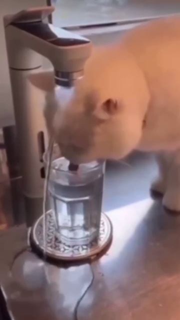 Гармония миске, гармония в душе! Как коты находят смысл жизни 🐾✨