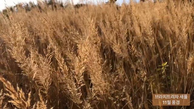 calamagrostis brachytricha 브라치트리차 새풀 смотреть онлайн