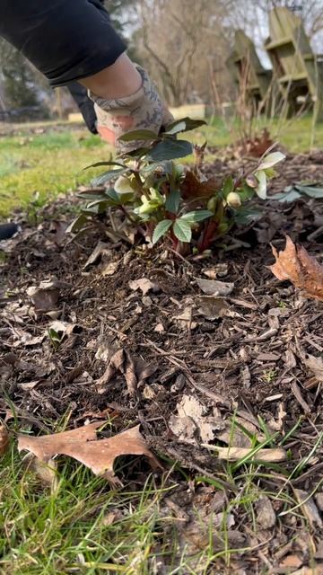 How to Prune Hellebores #hellebores #gardening смотреть онлайн