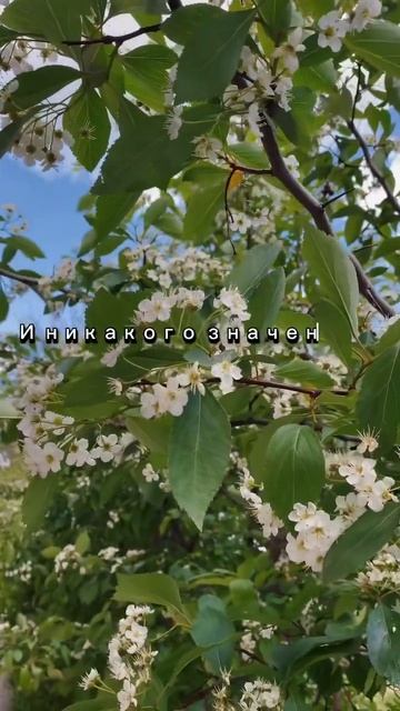 Время цветения весной - самое любимое время😍А у вас? #весна2024 #веснавгороде #цветы