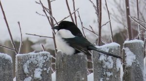 № 1906  30. 12.  2021   Сорока на заборе