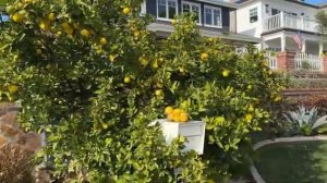 Как выглядит пригород в США где живут американцы?