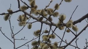 ольха 2  ВЕСНА