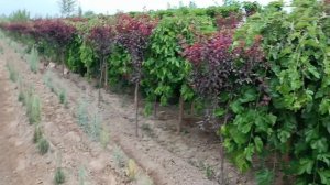 Манзарали дарахтлар