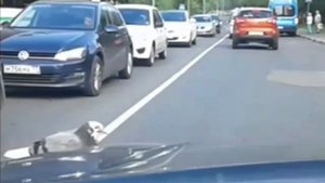 Пассажир без билета