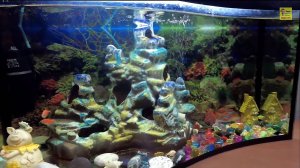 Домашний аквариум