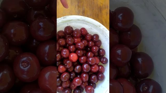 збір плодів дюк "Гортензія" смотреть онлайн