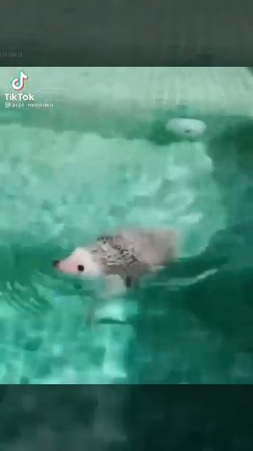 #ёжик эпично купается 😈 смотреть онлайн