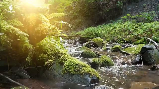 Восстанавливает нервную систему 🌿 Музыка для снятия стресса, Музыка для сна #4