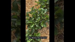 Поздний сорт клубники Мальвина. Армавир 28 апреля 2024 г. обзор от Фермы Лесниченко