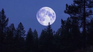 🌑🌲Глубокий лечебный сон за 5 минут. Лунные сосны: Ночь в лесу🌑🌲