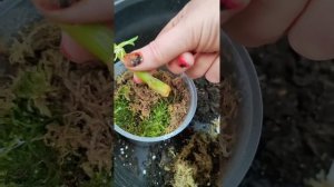 дендробиум - детка из кейка отрезанного