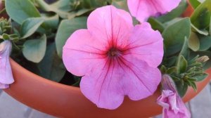 Зацвела петуния🌸 Новая клумба. #сад #огород #цветы #петуния