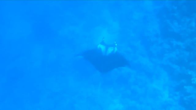 Манта Egypt Melia Sharm смотреть онлайн