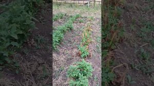 восстановится ли картошка после заморозков