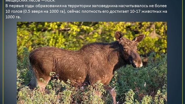 Окский заповедник смотреть онлайн