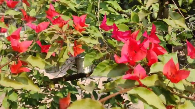 বাসর লতা ও বাগানবিলাশের সৌন্দর্য ||Beauty of Indian clock vine and Bougainvillea flowers