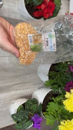 1 ЧАЙНАЯ ЛОЖКА и ЛЮБОЙ ЦВЕТОК ВМИГ ОЖИВЕТ и ЗАЦВЕТЕТ ЯРКОЙ ПЫШНОЙ ШАПКОЙ