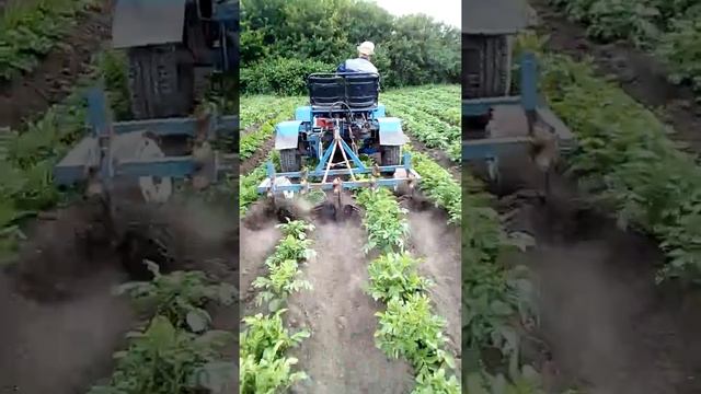 Окучивание картофеля