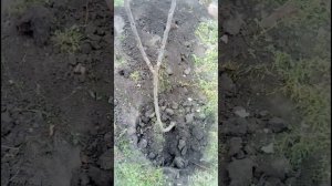 КАК  МЫ ЧЕРЕШНЮ САЖАЛИ ( сорт ,, Дайбера" черная)